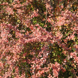Berberis thunbergii rose glow arbusto spinoso foglia rossa screziata bianco