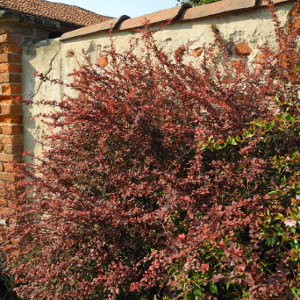 Berberis thunbergii rose glow arbusto spinoso foglia rossa screziata bianco