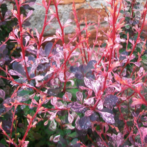 Berberis thunbergii rose glow arbusto spinoso foglia rossa screziata bianco
