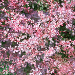 Berberis thunbergii rose glow arbusto spinoso foglia rossa screziata bianco