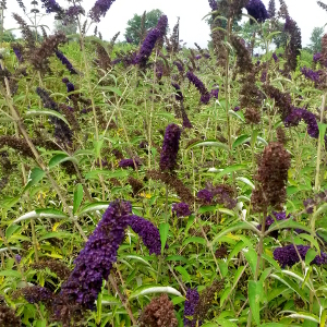buddleja davidii nanho black knight 01