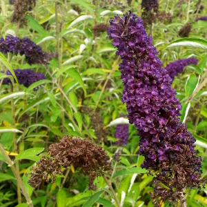 buddleja davidii nanho black knight 02