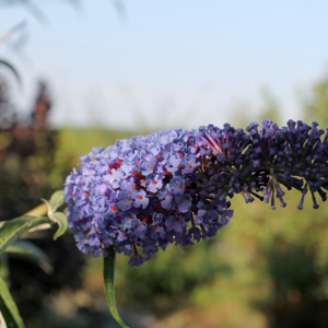 buddleja davidii nanho blue 01