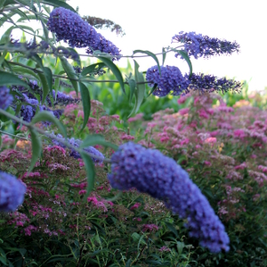 buddleja davidii nanho blue 02