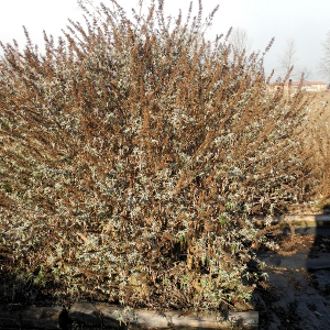 buddleja davidii nanho blue 03