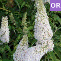 Buddleja davidii white profusion