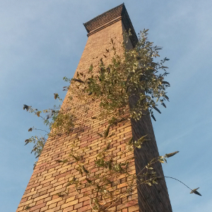 buddleja davidii - albero delle farfalle - aliena e invasiva