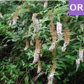 buddleja davidii albero delle farfalle