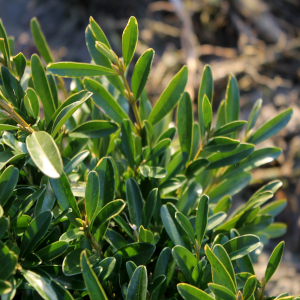 buxus balearica 01