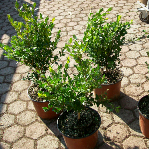 buxus microphylla faulkner 01