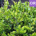 Buxus microphylla faulkner