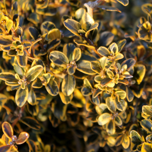 buxus microphylla golden triumph 01