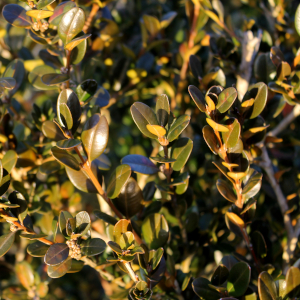 buxus microphylla winter green 01