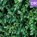 Buxus microphylla winter green