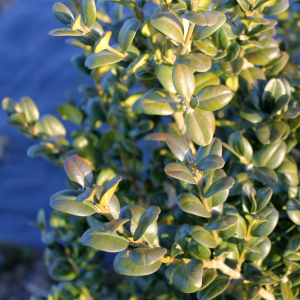 buxus sempervirens robusta 01