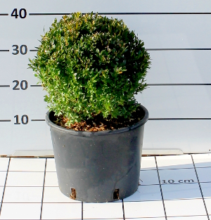 PORV buxus sempervirens t24B