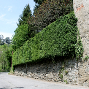 buxus sempervirens 01