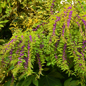 callicarpa dicotoma issai arbusto da bacca