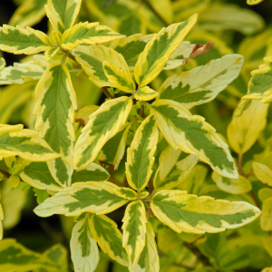 caryopteris clandonensis summer sorbet 01