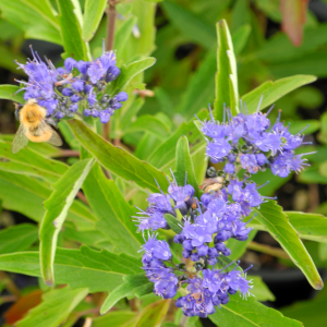 caryopteris x clandonensis grand bleu inoveris 01