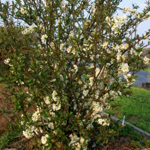 chaenomeles nivalis 01