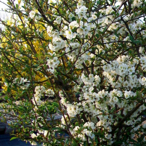 chaenomeles nivalis 02