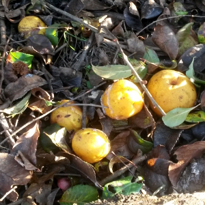 chaenomeles nivalis 03