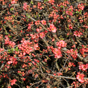 chaenomeles pink lady 03