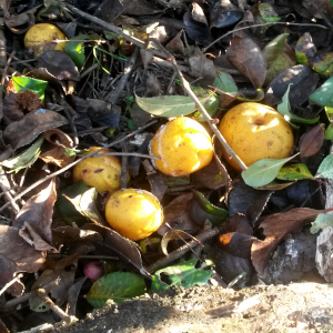 "chaenomeles