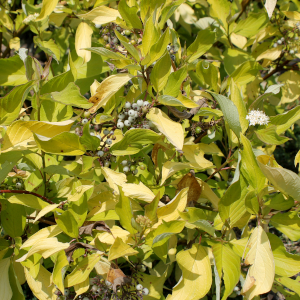cornus alba aurea 02