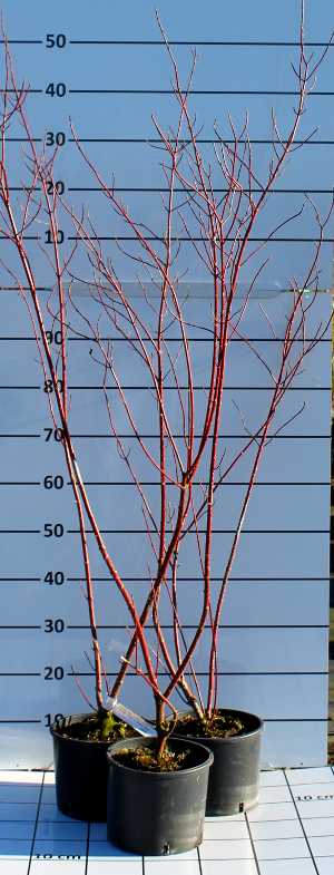 PORV cornus alba elegantissima t18
