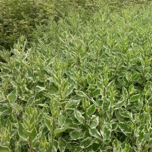 cornus alba elegantissima 01