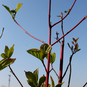 cornus alba sibirica 01