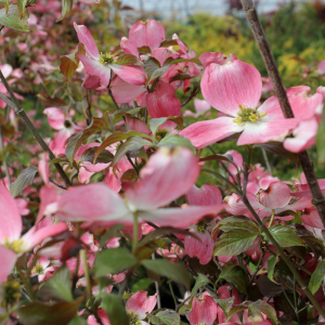 cornus florida cherokee brave 01