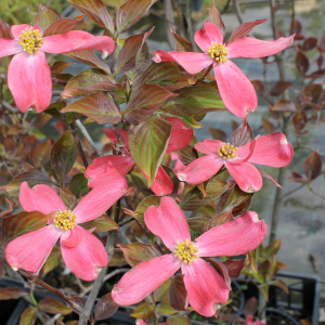 cornus florida cherokee chief 01