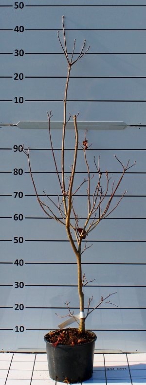 PORV cornus florida rubra t20B