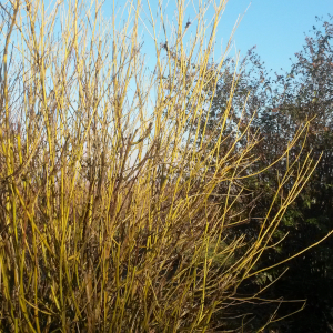 cornus stolonifera flaviramea 01