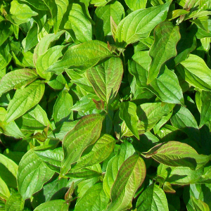 cornus stolonifera kelsej arbusto compatto