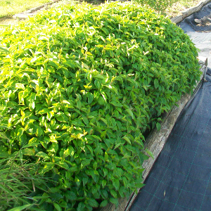 cornus stolonifera kelsej arbusto compatto