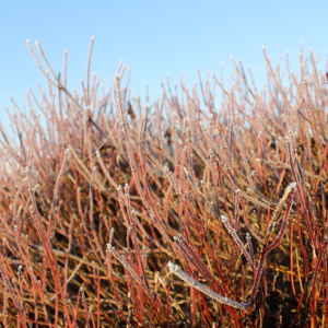 cornus stolonifera kelsej arbusto compatto