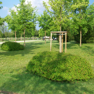 cornus stolonifera kelsej arbusto compatto