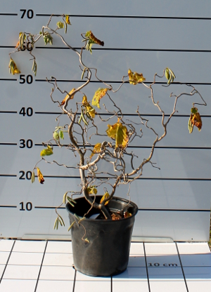 PORV corylus avellana contorta t19