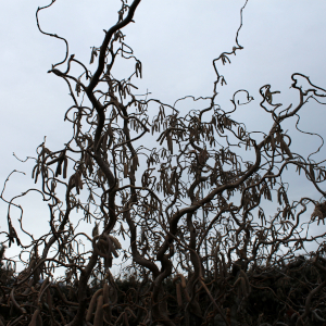 "corylus