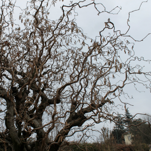 "corylus