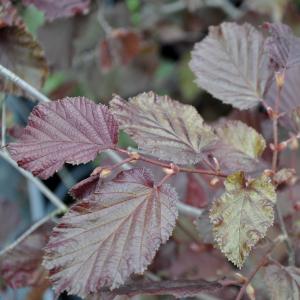 corylus avellana maxima purpurea 01