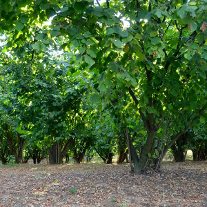 corylus avellana tonda gentile langhe piccolo frutto