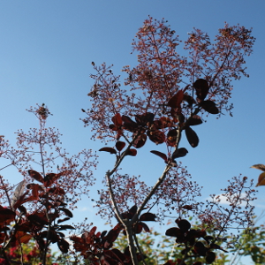 POR cotinus coccygria royal purple 01