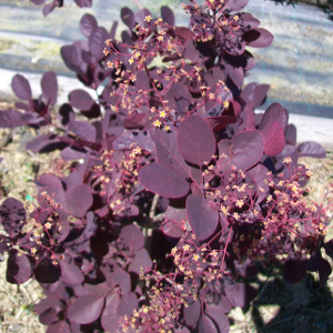POR cotinus coccygria royal purple 02
