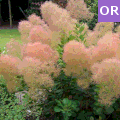 Cotinus coggigrya - scotano