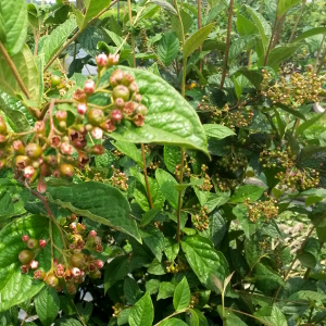 cotoneaster bullatus 01